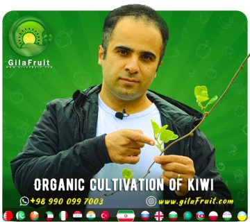 Cultivation of kiwi tree