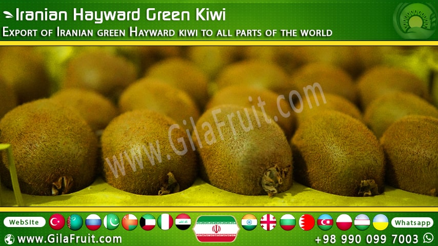 Hayward green kiwi
