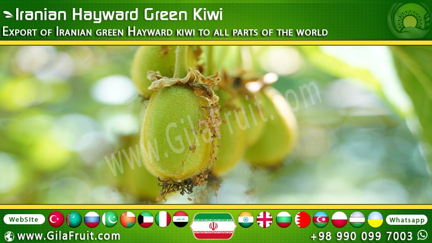 Iranian Hayward green