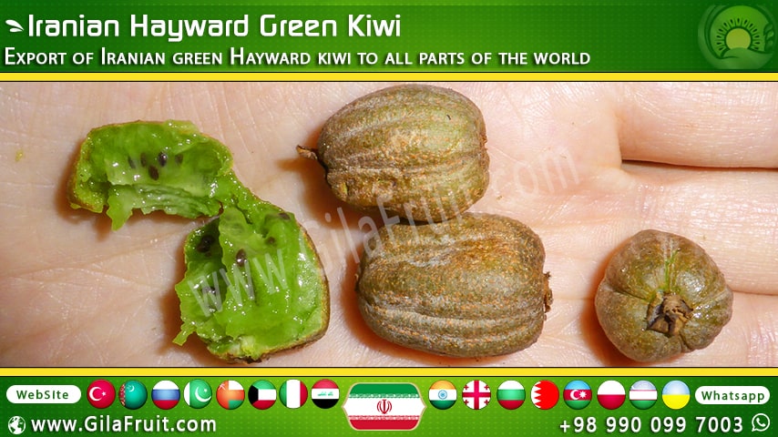 Hayward Green Kiwi