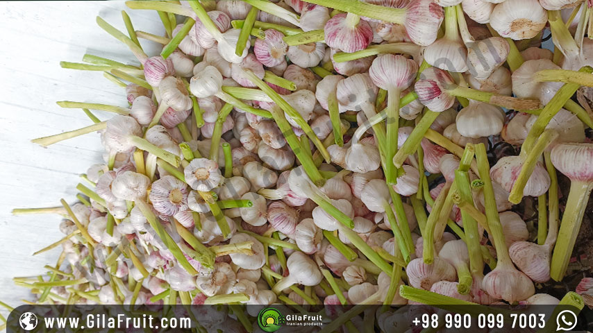 One of the most important stages of exporting quality garlic