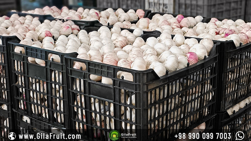 Export of Iranian packaged garlic