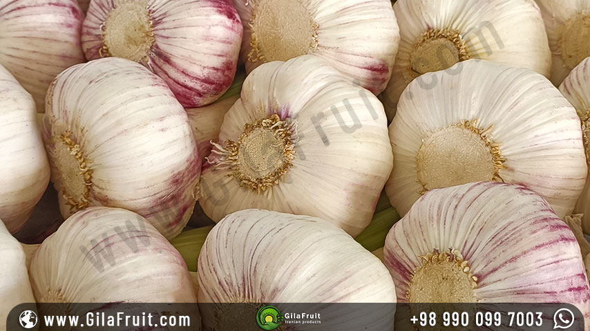 Storing garlic in the refrigerator