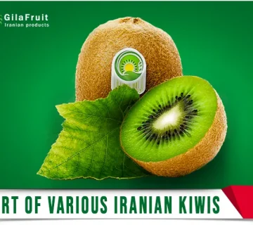 Exporting a variety of Iranian kiwis of in gilafruit 360x320