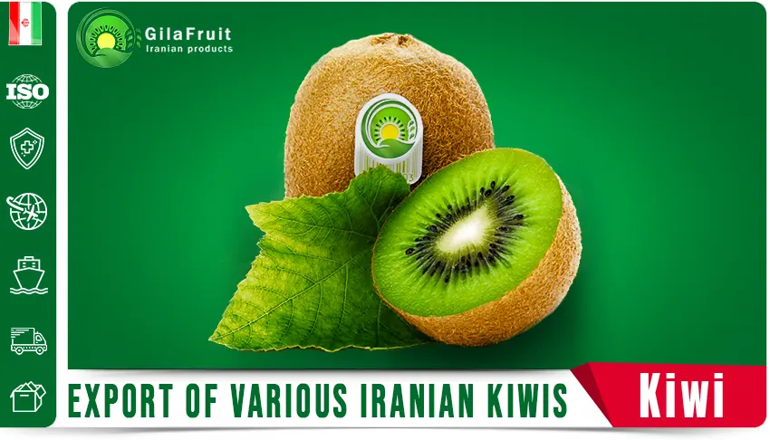 Exporting a variety of Iranian kiwis of in gilafruit