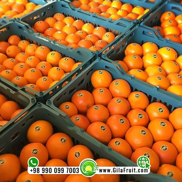 Два ряда иранских апельсинов на экспорт