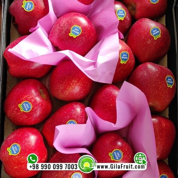 تفاح أحمر إيراني للتصدير