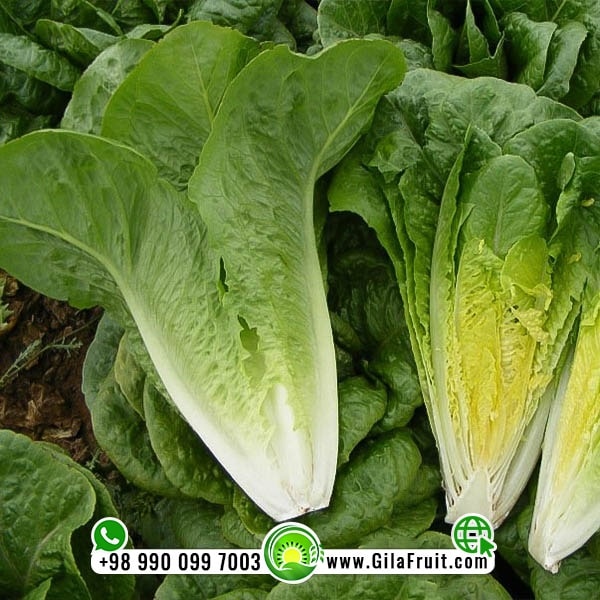 Iranian lettuce for export