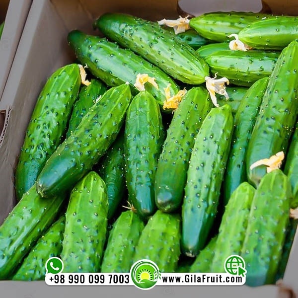 Cucumbers exported to Russia