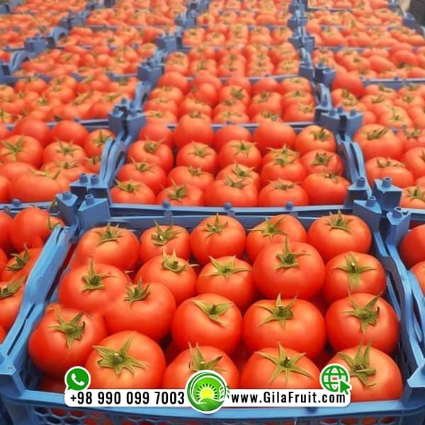 شراء الطماطم من إيران
