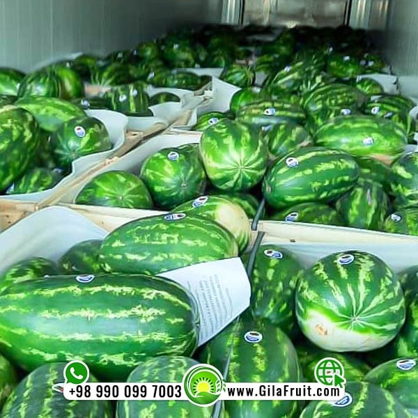 Iranian export watermelon