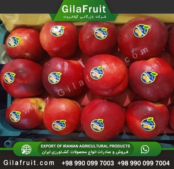 Moghan Nectarine Export