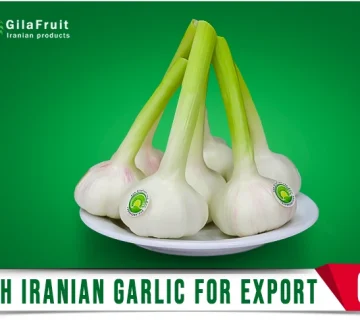 Fresh Iranian Garlic for Export GilaFruit 360x320