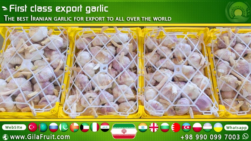 Buy Iranian garlic