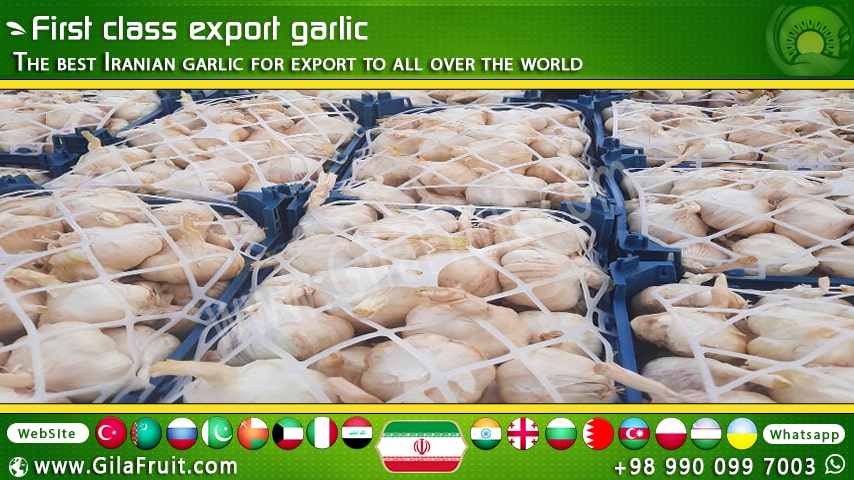 Garlic export packaging