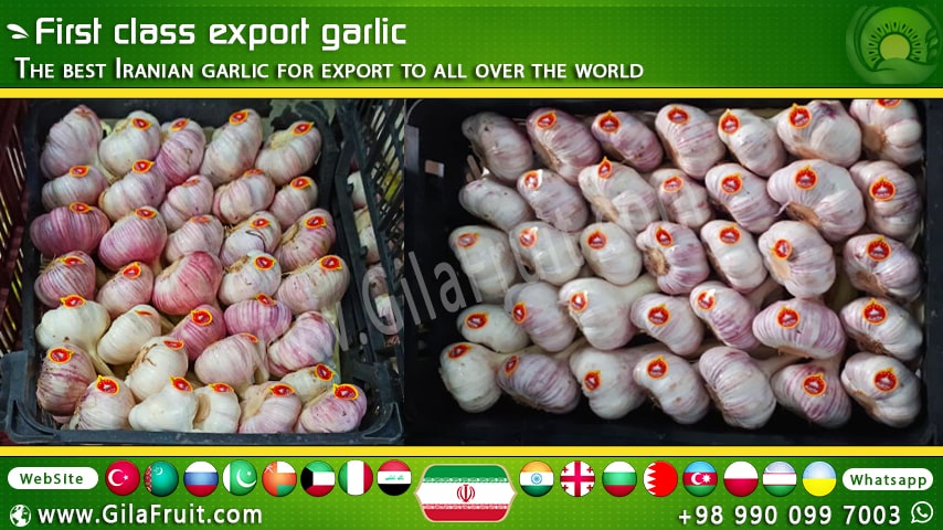 Iranian export garlic