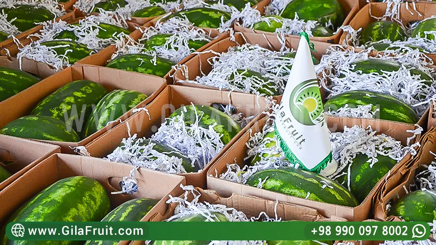 عبوة بطيخ کارتنی