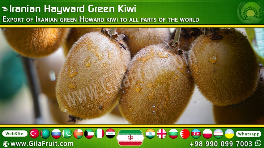 Iranian kiwi for export