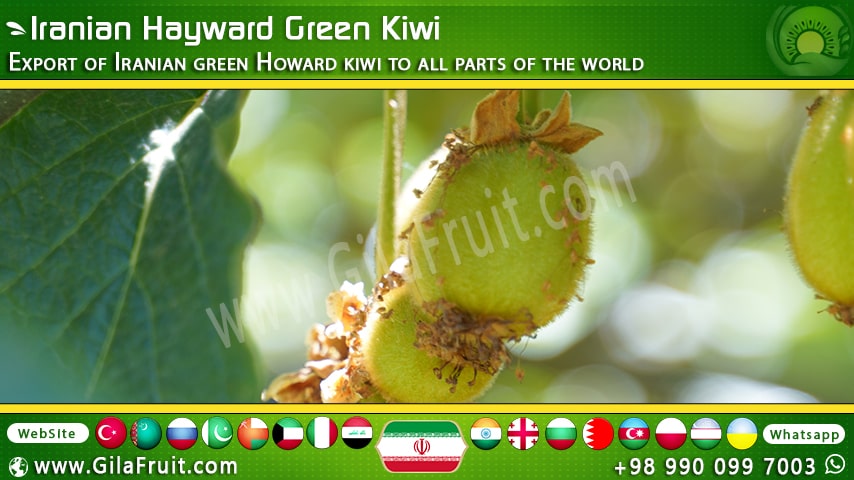 Iranian Kiwi