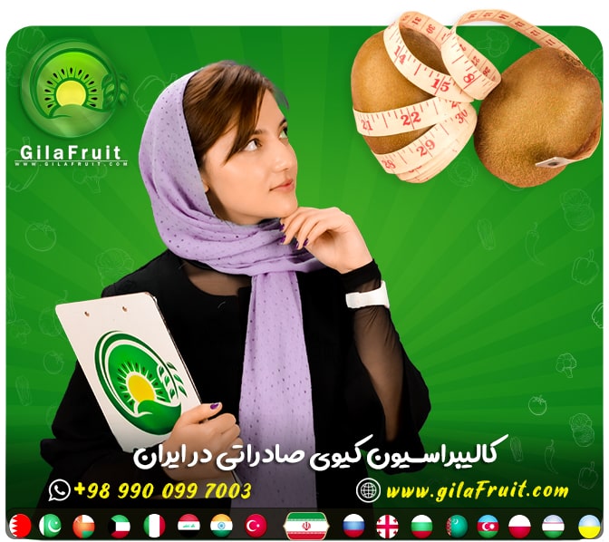 کالیبر میوه کیوی