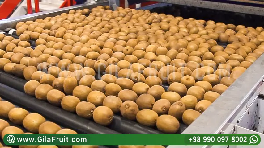 kiwi sorting machine