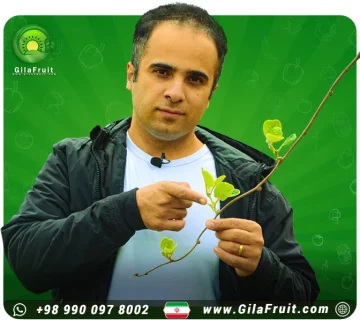 لزراعة فاکهة الکیوي