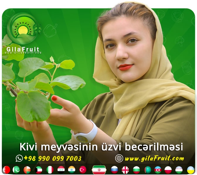 Kivi əkilməsi