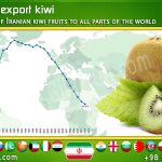 Kiwi export statistics