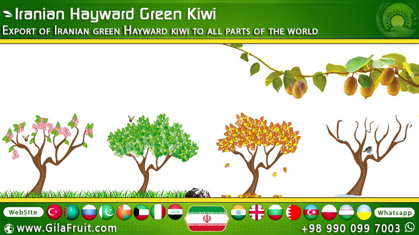 فصل کیوی در ایران برای صادرات