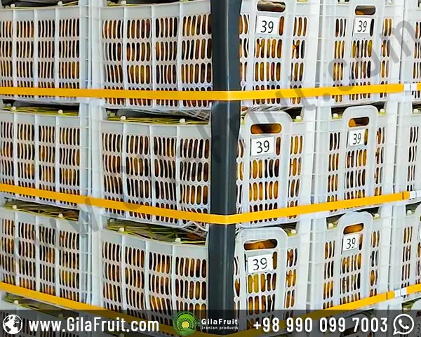 10 kg white basket for Iranian kiwi fruit gilafruit