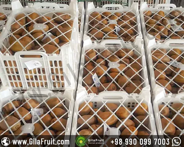 Kiwi fruit packaging in a white 10 kg basket gilafruit