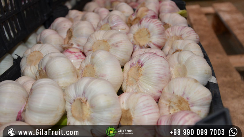 Storing garlic in the refrigerator