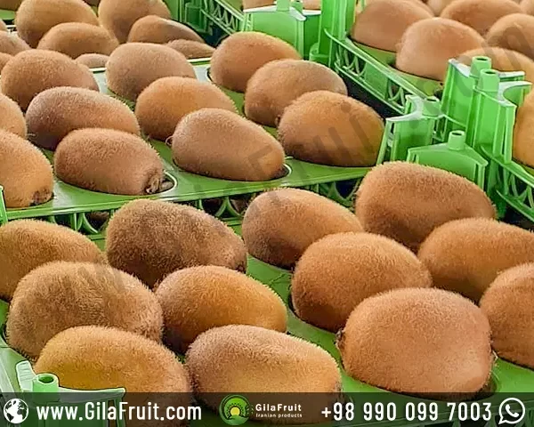 Kiwi single row basket of 12 pieces