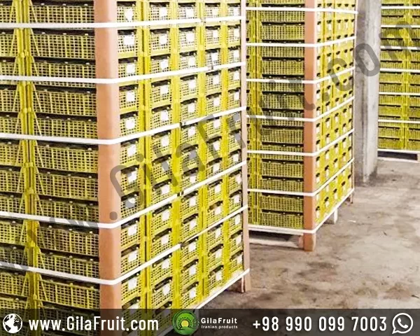 Iranian export kiwi in 4 kg plastic basket packaging