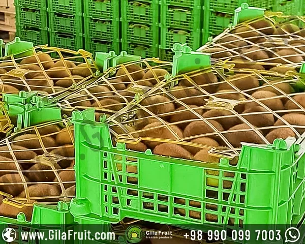 Iranian export kiwi in 4 kg packaging