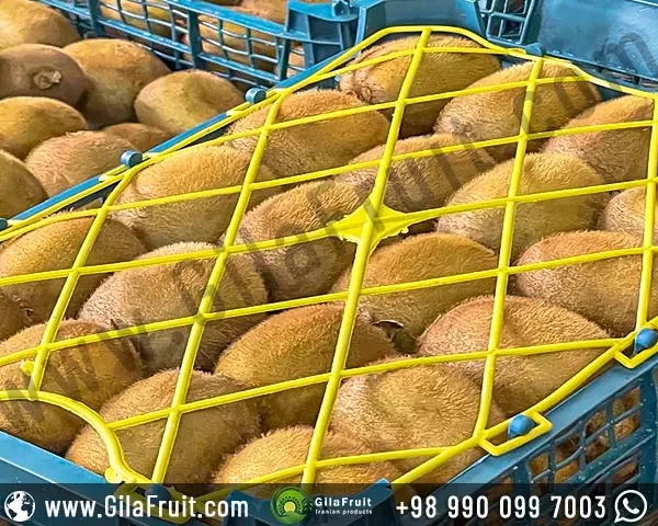 Green Hayward Kiwi in 4 kg packaging