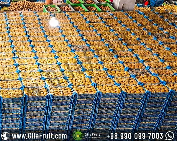 Palletizing Iranian kiwi in 4 kg baskets for export to the whole world