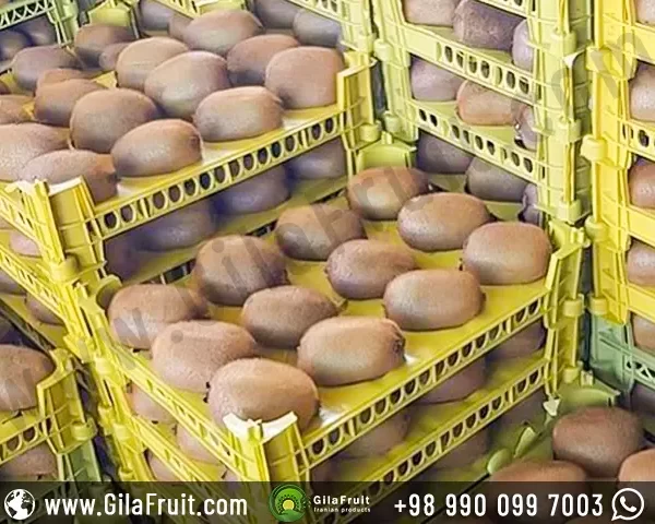 Single row of 12 Iranian kiwi fruits