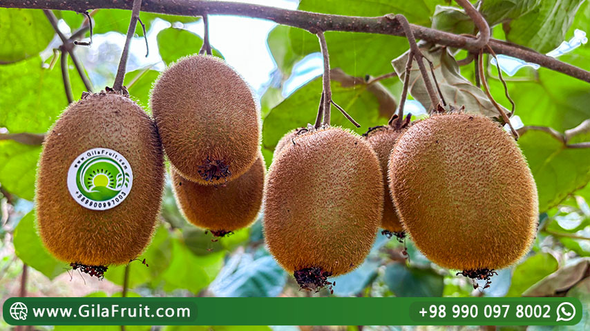 نر و ماده درخت کیوی