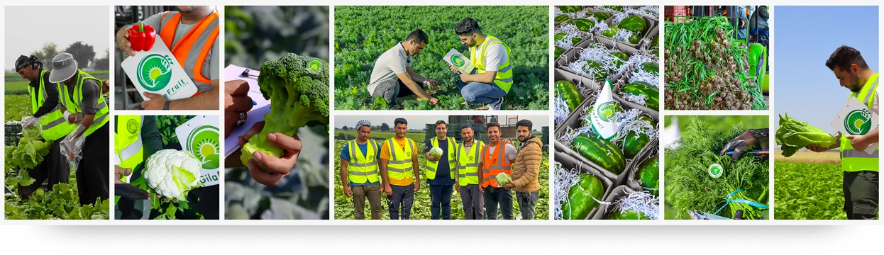الخضروات تصدير الخضروات تصدير الخضروات الممتازة تصدير الخضروات العضوية