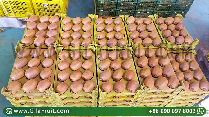 Gilafruit Kivi Qablaşdırması