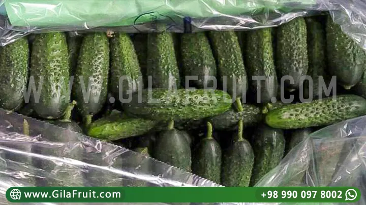 خيار إيراني, تصدير, عالي الجودة, خيار طازج