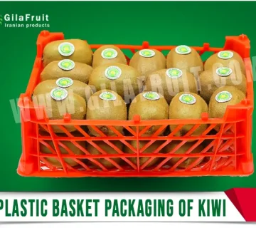 4 kg kiwi packaging, kiwi packaging, Iranian kiwi exporter, kiwi basket, kiwi suppliers