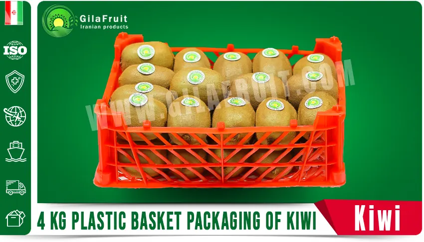 4 kg kiwi packaging, kiwi packaging, Iranian kiwi exporter, kiwi basket, kiwi suppliers