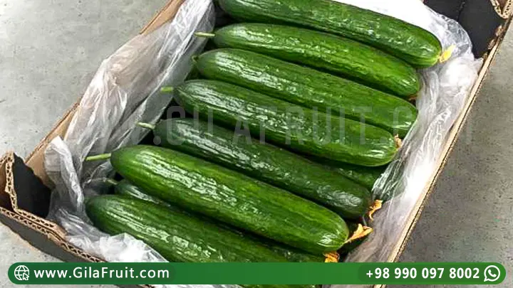 خيار إيراني, تصدير, عالي الجودة, خيار طازج