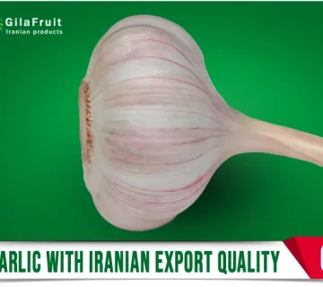 Iranian dried garlic,
Iranian dried garlic export,
Iranian dried garlic supplier,
buy dried garlic Iran,
price of dried garlic Iran