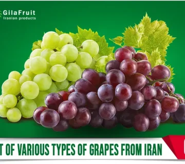 Export of Various Types of Grapes from Iran 360x320
