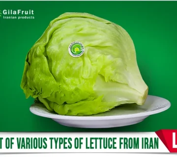 Iranian lettuce,
export Iranian lettuce,
Iranian lettuce supplier,
Iranian lettuce for export,
price of Iranian lettuce,