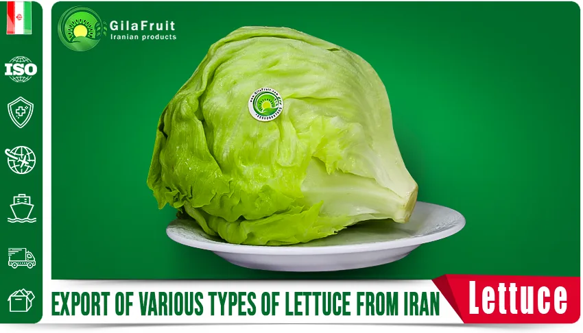 Iranian lettuce,
export Iranian lettuce,
Iranian lettuce supplier,
Iranian lettuce for export,
price of Iranian lettuce,