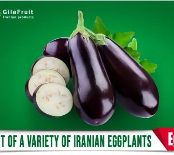Export of a variety of Iranian eggplants of Gilafruit 360x320